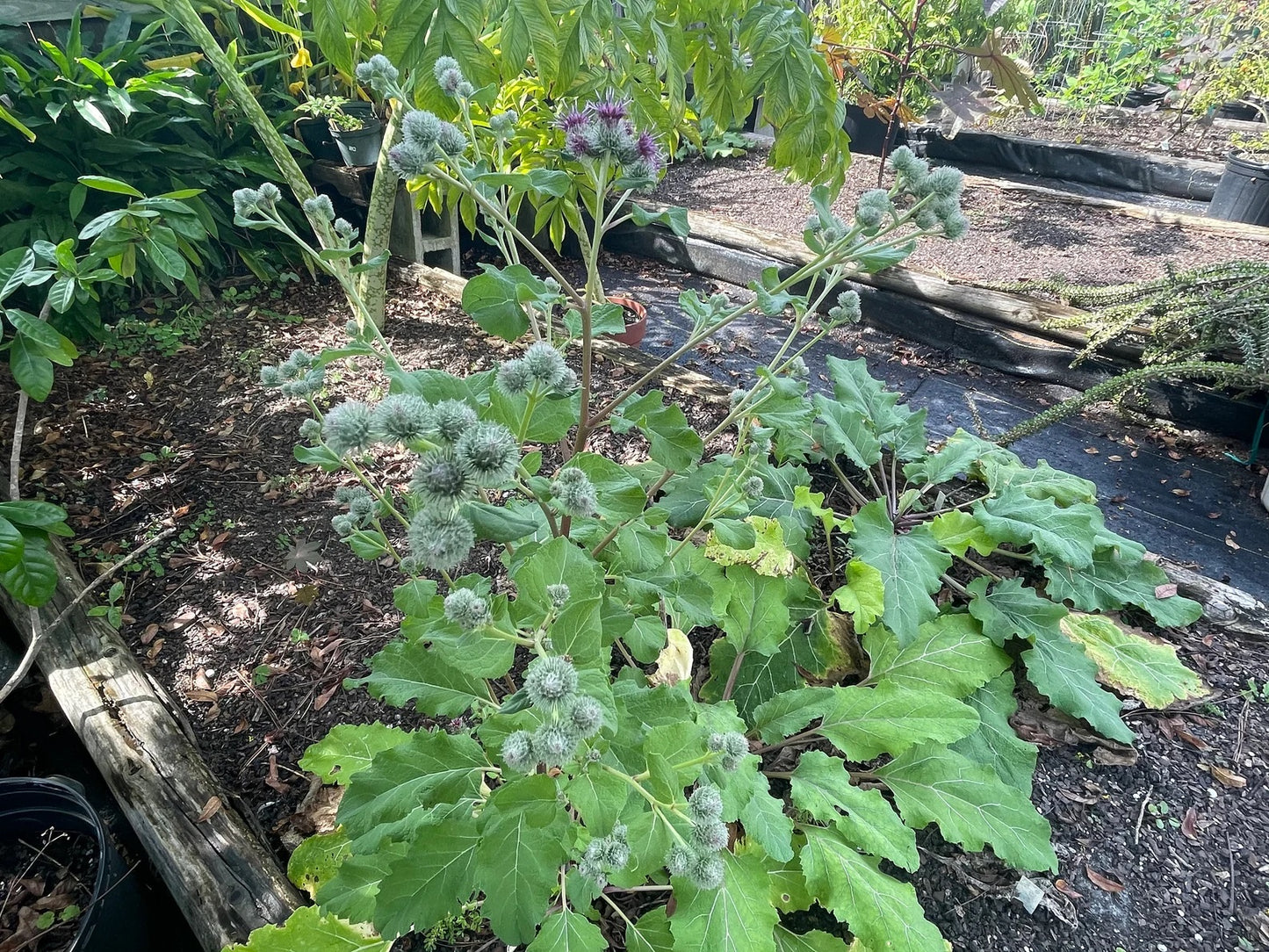 Burdock Starter Plant - Gobo - Arctium lappa