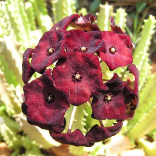 Caralluma Umbellata - Full and Healthy! Very rare - 3.5 Inch Potted Plant WELL ROOTED! Healthy!