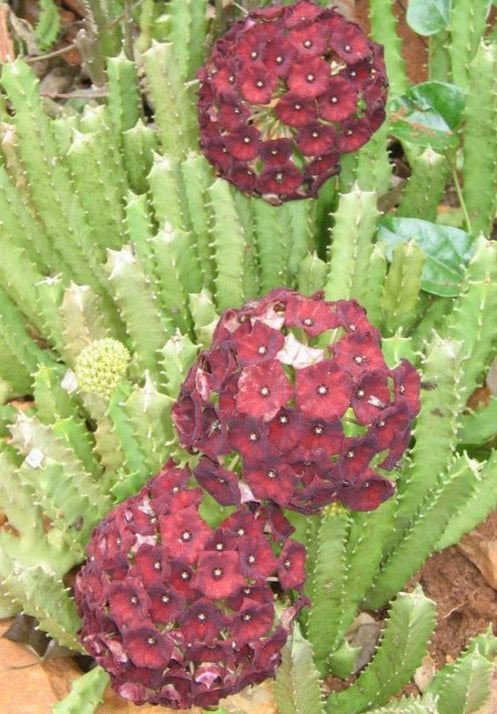 Caralluma Umbellata - Full and Healthy! Very rare - 3.5 Inch Potted Plant WELL ROOTED! Healthy!