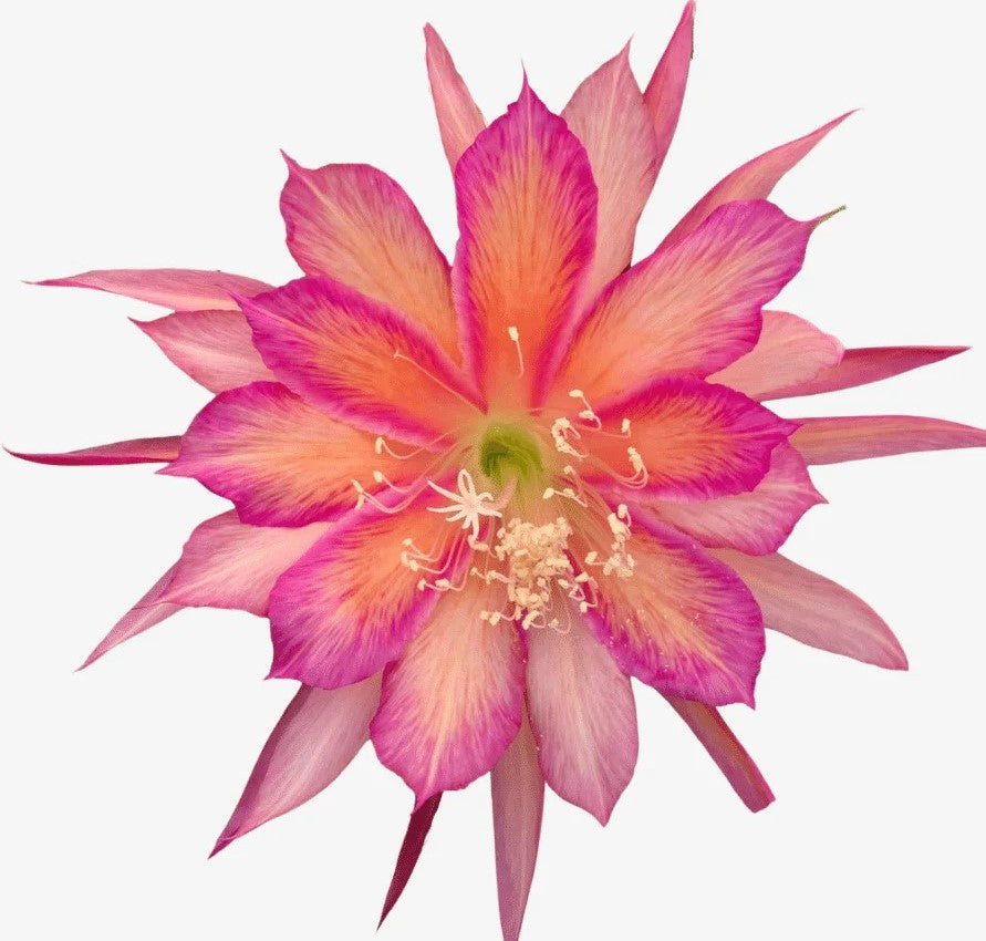 Epiphyllum Hybrid 'Circus Circus' - Rooted 3" Starter Pot - Orchid Cactus