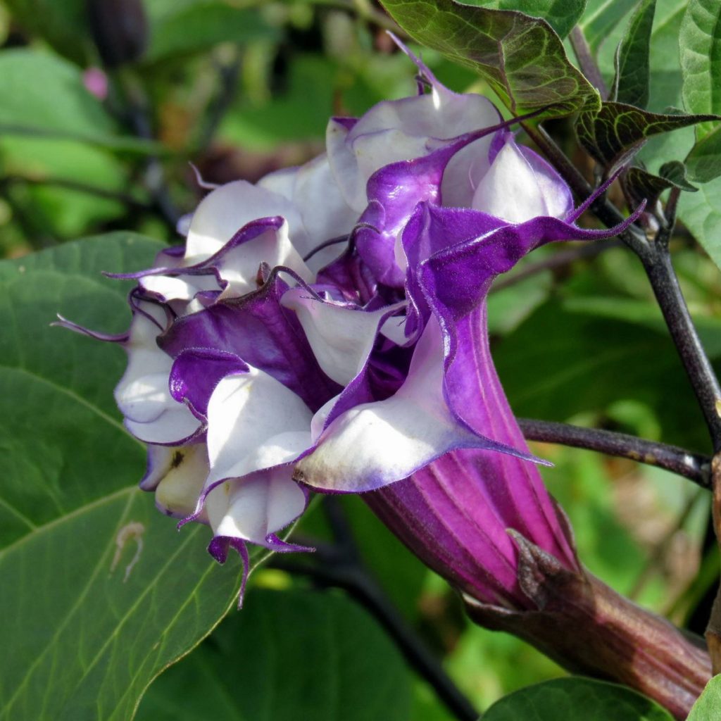 Devil’s Trumpet Live Plant 3" Starter Pot - Datura Metel