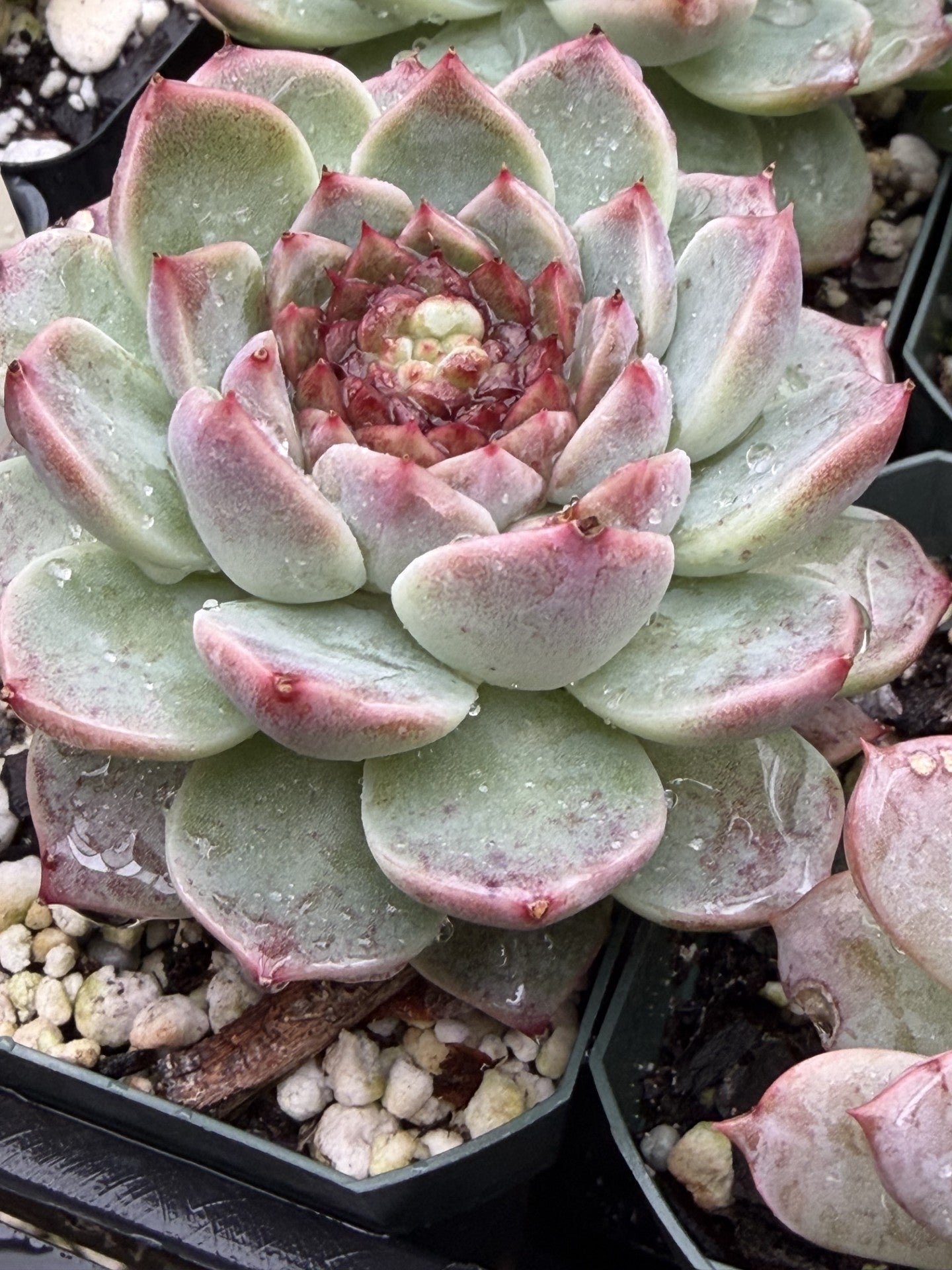 Echeveria 'Red Velvet' - Hens And Chicks - 3.5” pot