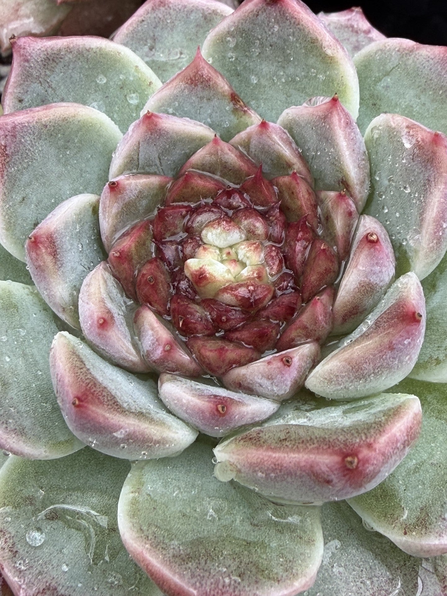 Echeveria 'Red Velvet' - Hens And Chicks - 3.5” pot