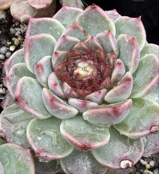Echeveria 'Red Velvet' - Hens And Chicks - 3.5” pot
