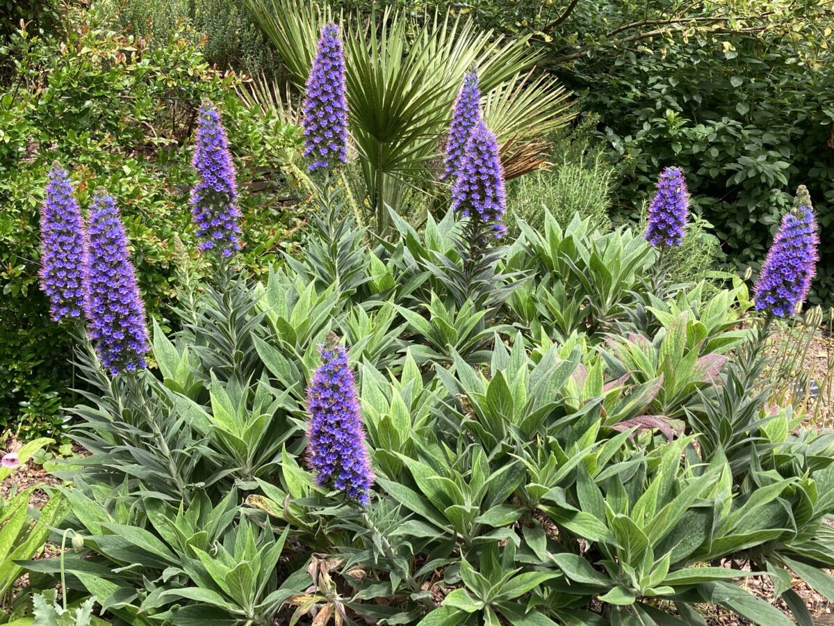 Pride of Madeira LIVE PLANT 3" Starter Pot - Echium fastuosum - No Shipping to California Or Arizona!
