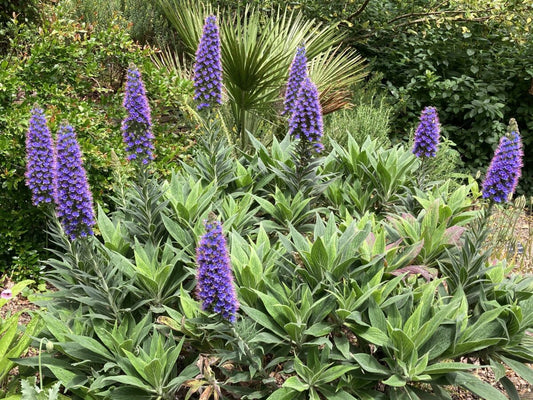Pride of Madeira LIVE PLANT 3" Starter Pot - Echium fastuosum - No Shipping to California Or Arizona!