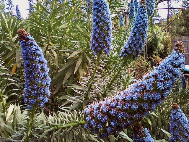 Pride of Madeira LIVE PLANT 3" Starter Pot - Echium fastuosum - No Shipping to California Or Arizona!