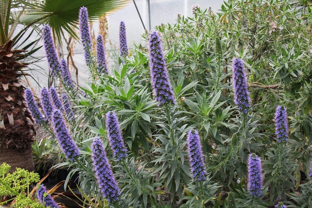 Pride of Madeira LIVE PLANT 3" Starter Pot - Echium fastuosum - No Shipping to California Or Arizona!