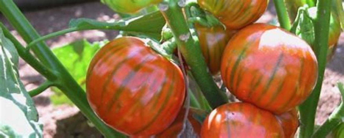 Eggplant, Melanzana Rossa di Rotonda Starter Plant Solanum Aethiopicum In 3" Pot