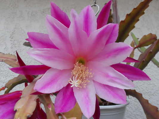 Epiphyllum 'Climax' Fully-Rooted Starter Pot