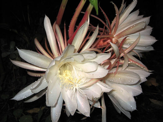Night Blooming Cereus - Fully Rooted Starter Pot - Epiphyllum Oxypetalum - No Shipping To California Or Arizona!
