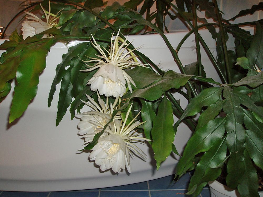 Night Blooming Cereus - Fully Rooted Starter Pot - Epiphyllum Oxypetalum - No Shipping To California Or Arizona!