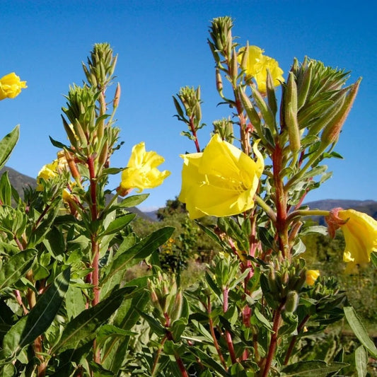 Evening Primrose Starter Plant - Oenothera Biennis - Ships In 3" Pot - No Shipping To California Or Arizona!