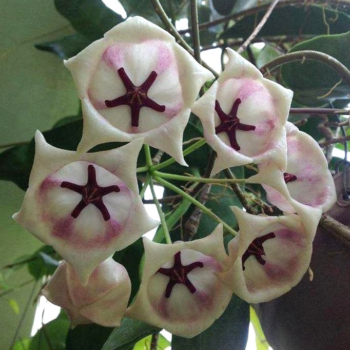 Hoya Archboldiana White- Rooted In 3.5" Pot- Multiple Nodes Amazing Blooms!