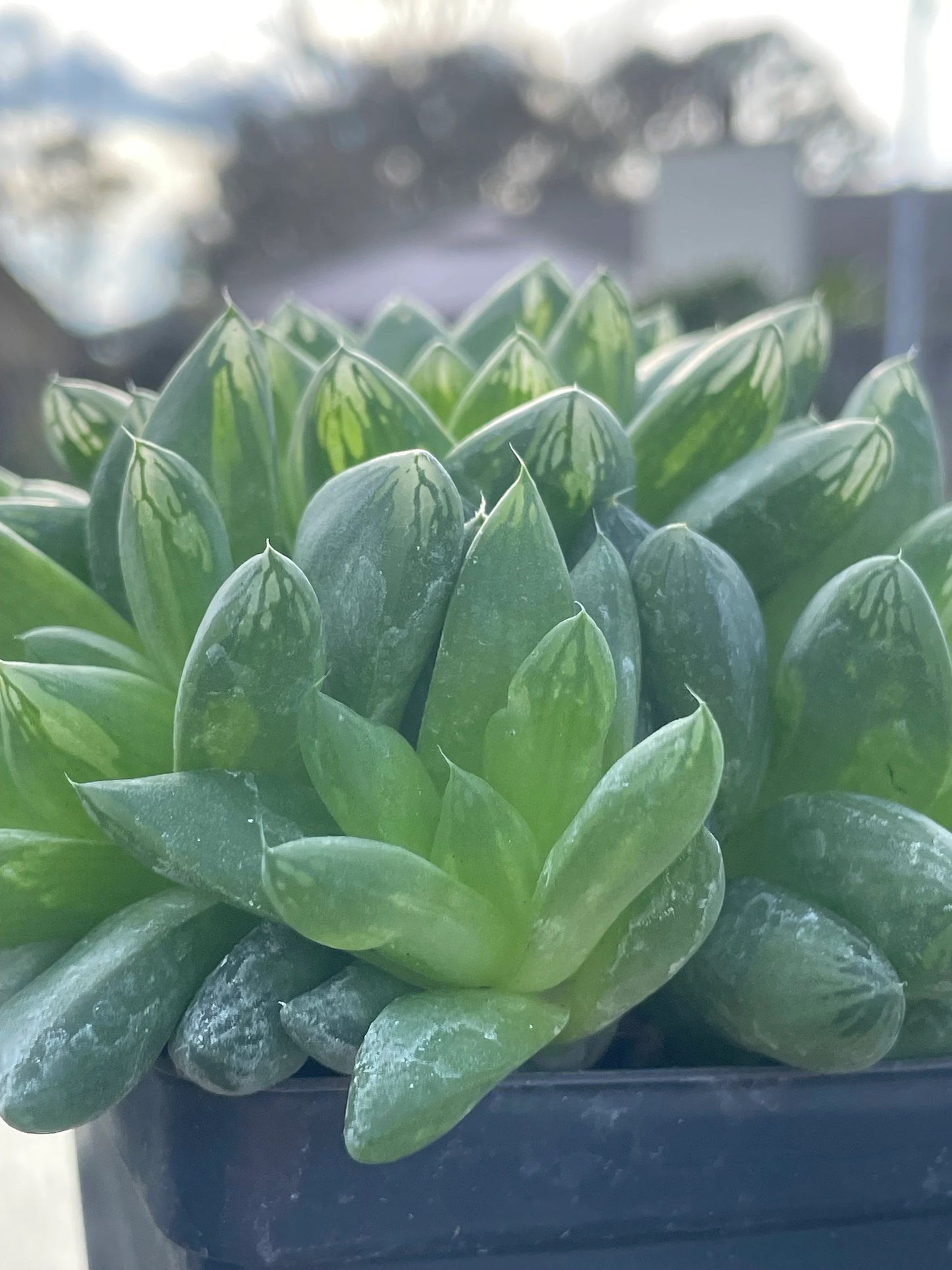 Haworthia Cymbiformis var Obtusa Shown in 3.5” pot - Over Size Lots Of Pups - No Shipping To California Or Arizona!
