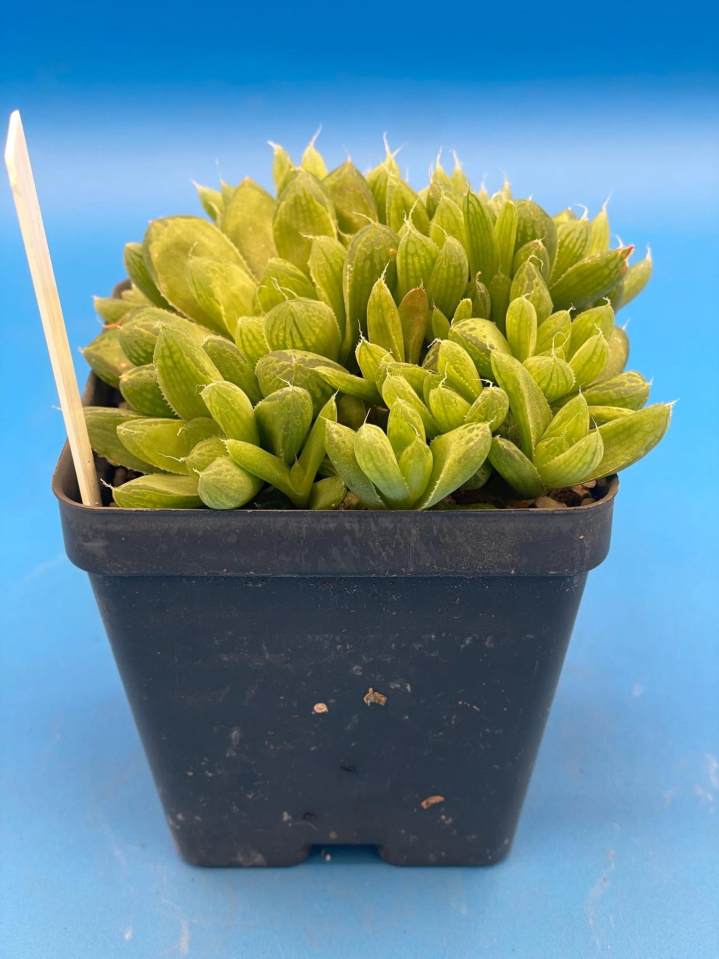 Haworthia Cymbiformis var Obtusa Shown in 3.5” pot - Over Size Lots Of Pups - No Shipping To California Or Arizona!