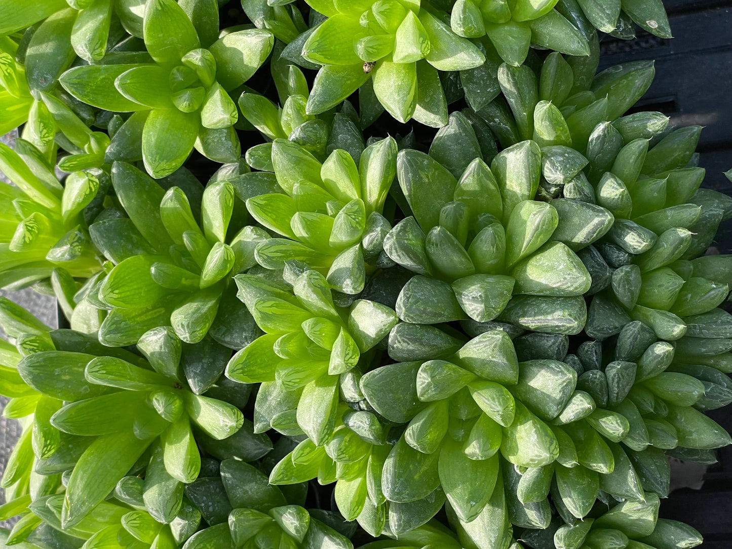 Haworthia Cymbiformis var Obtusa Shown in 3.5” pot - Over Size Lots Of Pups - No Shipping To California Or Arizona!