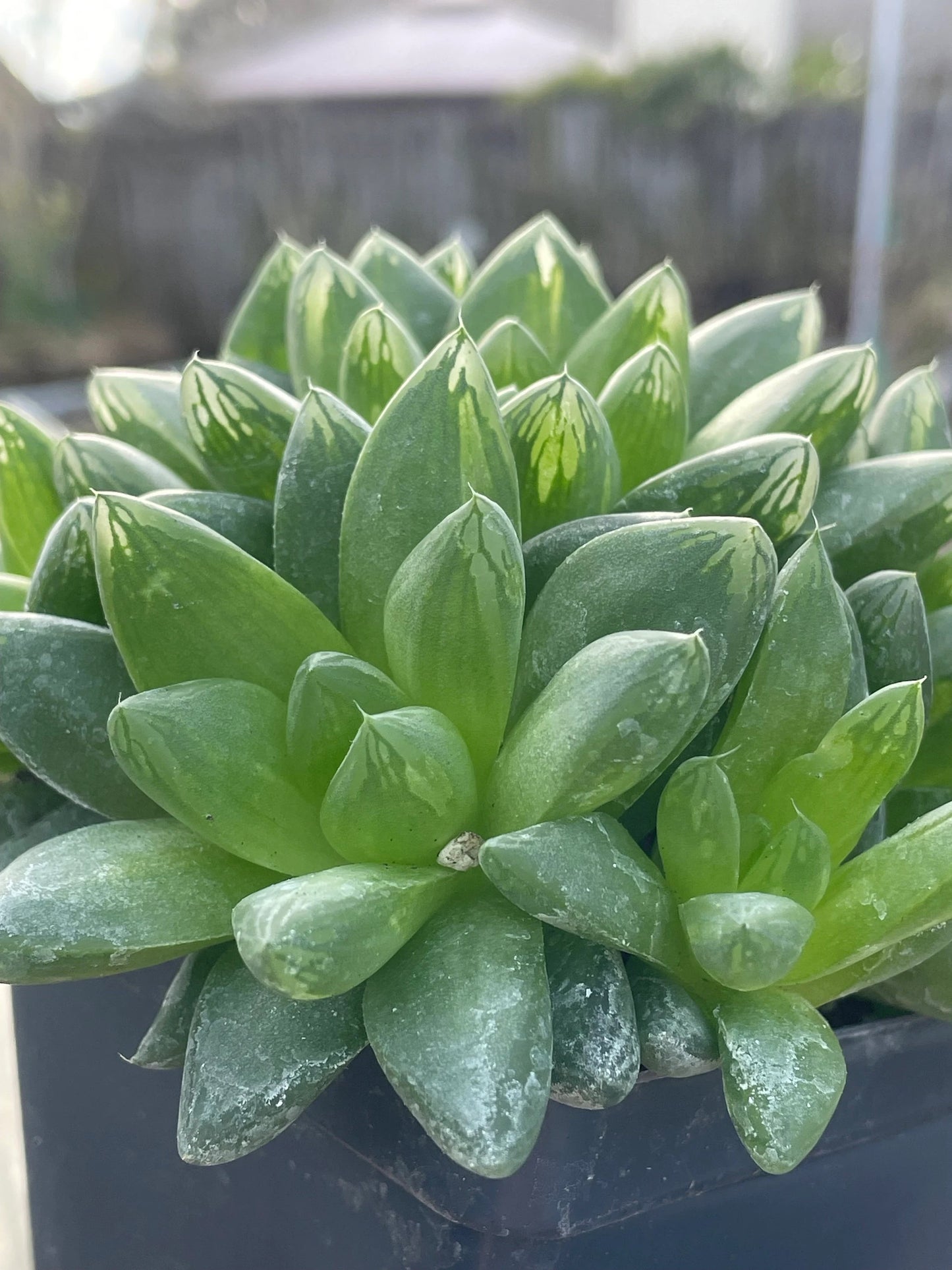 Haworthia Cymbiformis var Obtusa Shown in 3.5” pot - Over Size Lots Of Pups - No Shipping To California Or Arizona!