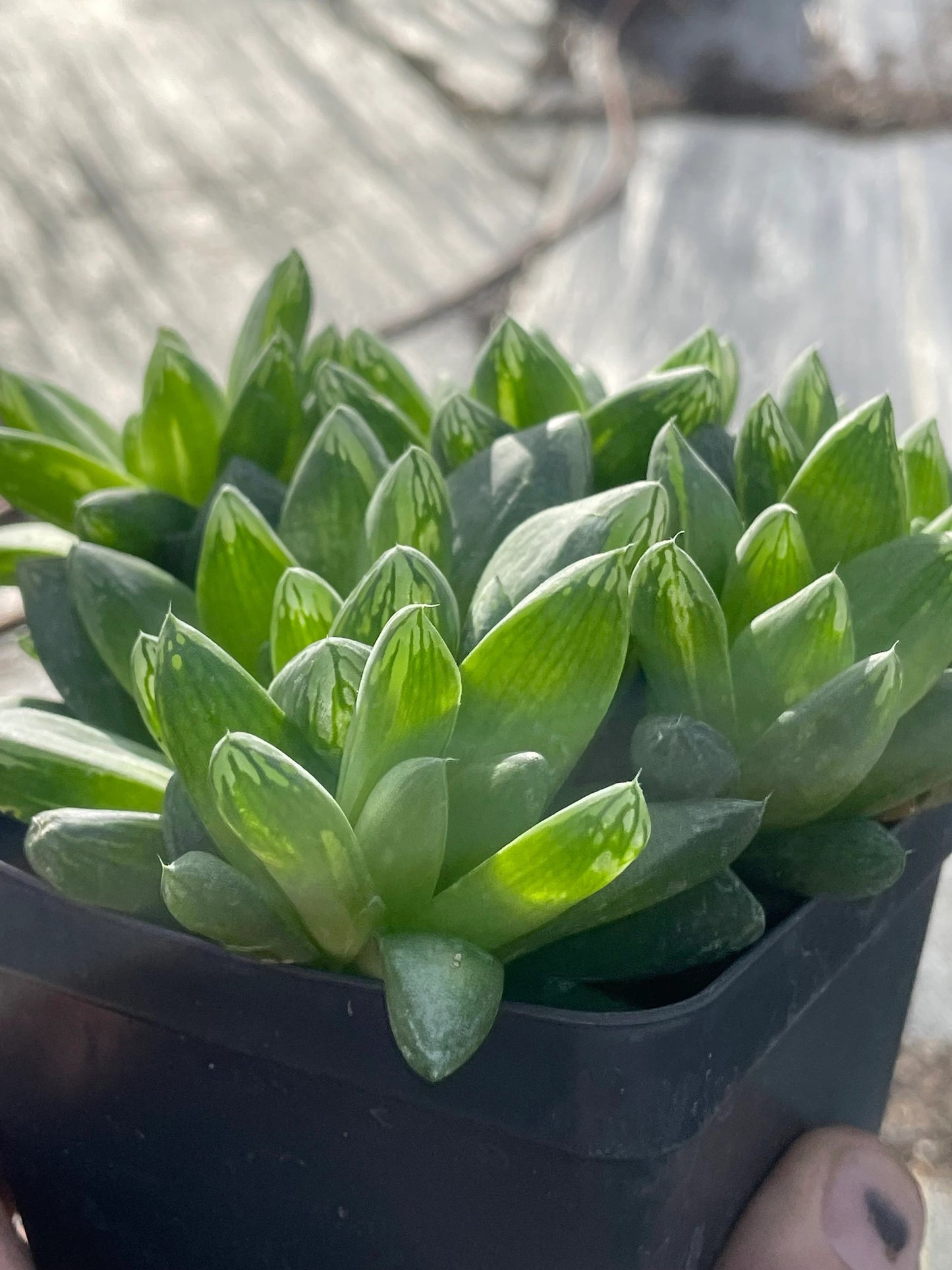 Haworthia Cymbiformis var Obtusa Shown in 3.5” pot - Over Size Lots Of Pups - No Shipping To California Or Arizona!