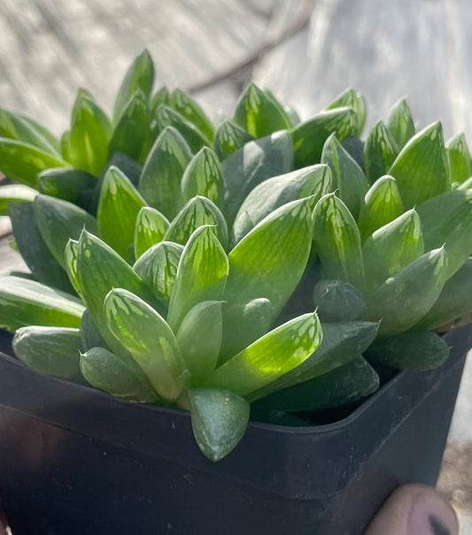 Haworthia Cymbiformis var Obtusa Shown in 3.5” pot - Over Size Lots Of Pups - No Shipping To California Or Arizona!
