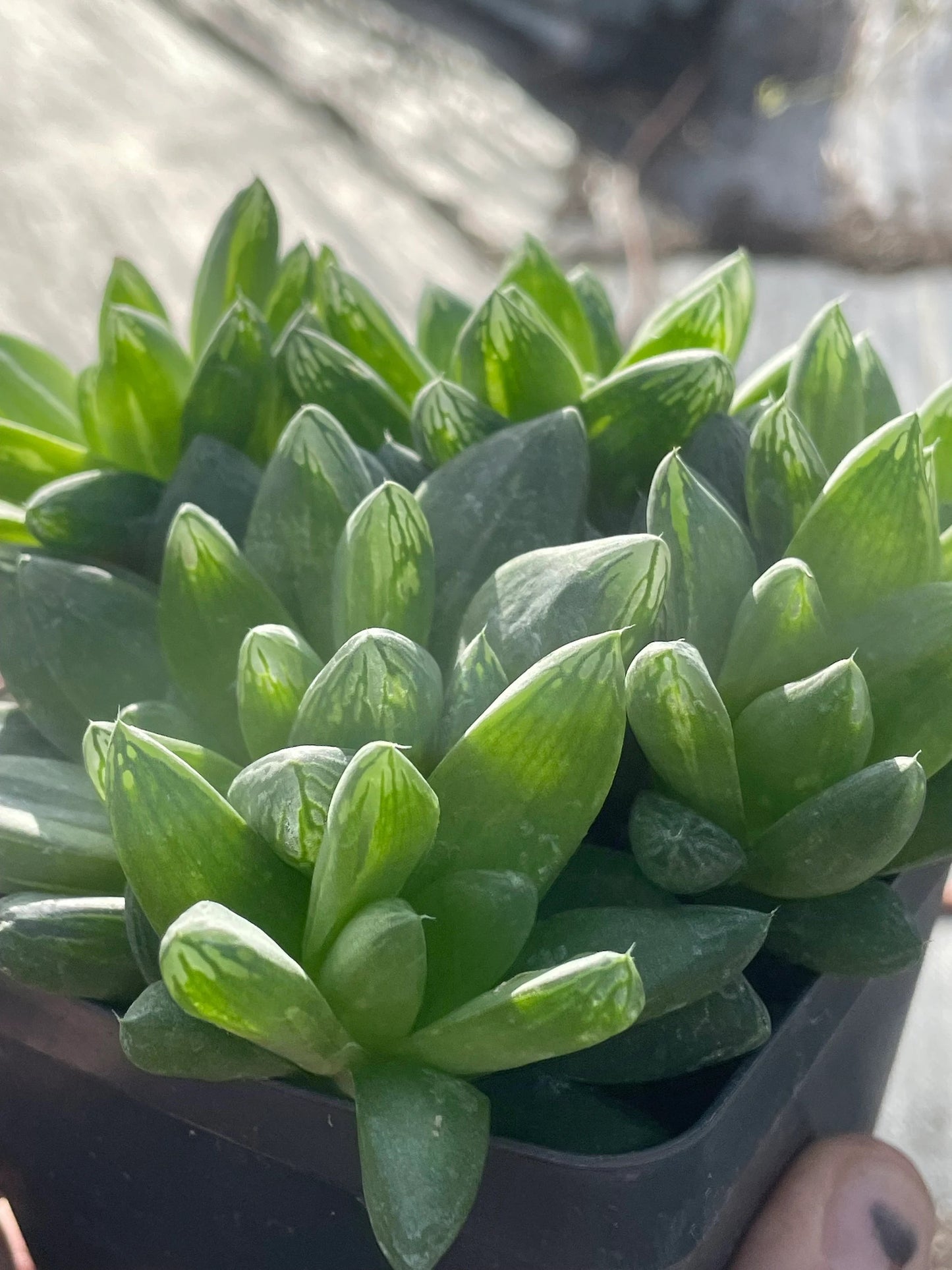 Haworthia Cymbiformis var Obtusa Shown in 3.5” pot - Over Size Lots Of Pups - No Shipping To California Or Arizona!