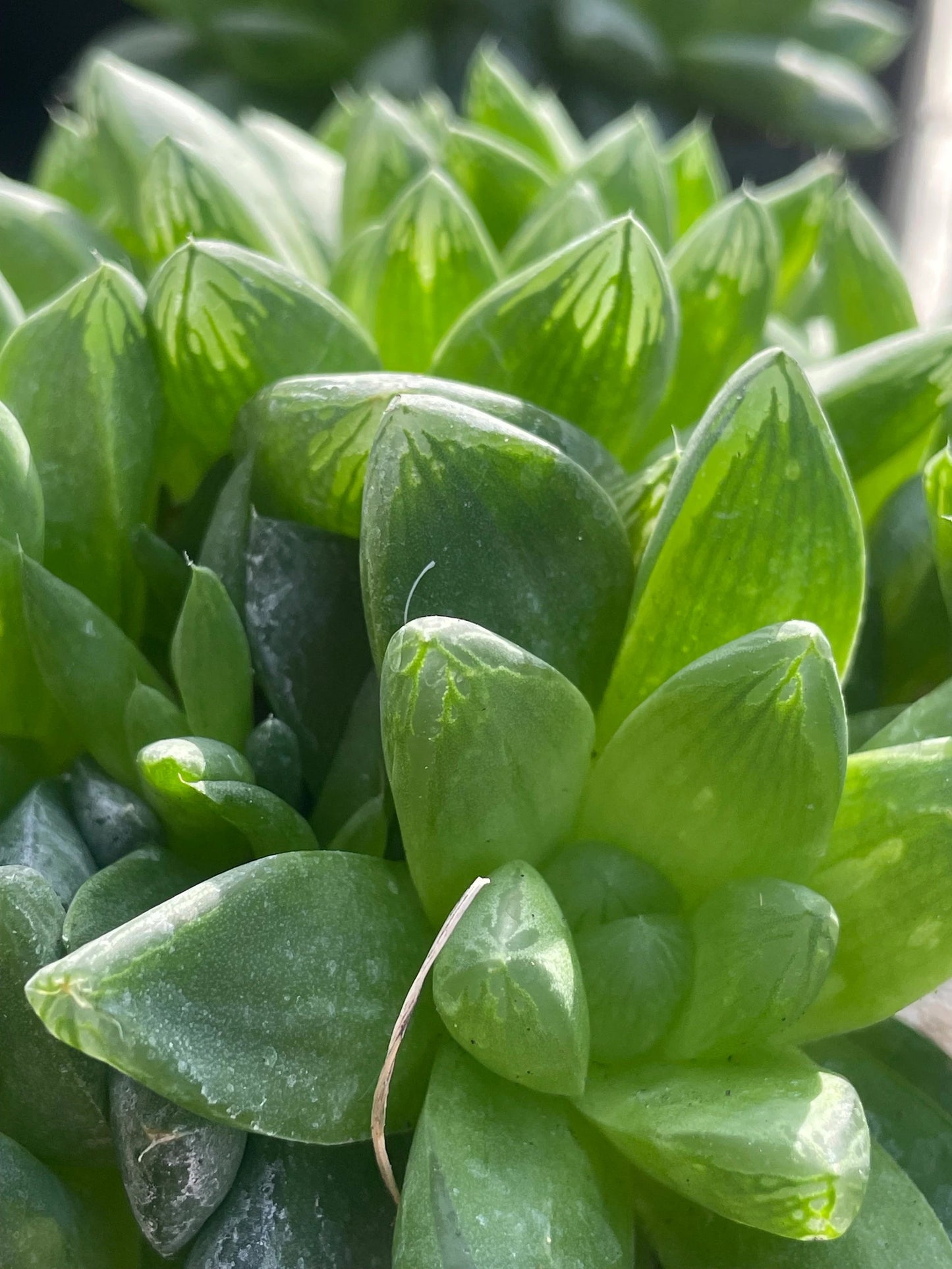Haworthia Cymbiformis var Obtusa Shown in 3.5” pot - Over Size Lots Of Pups - No Shipping To California Or Arizona!