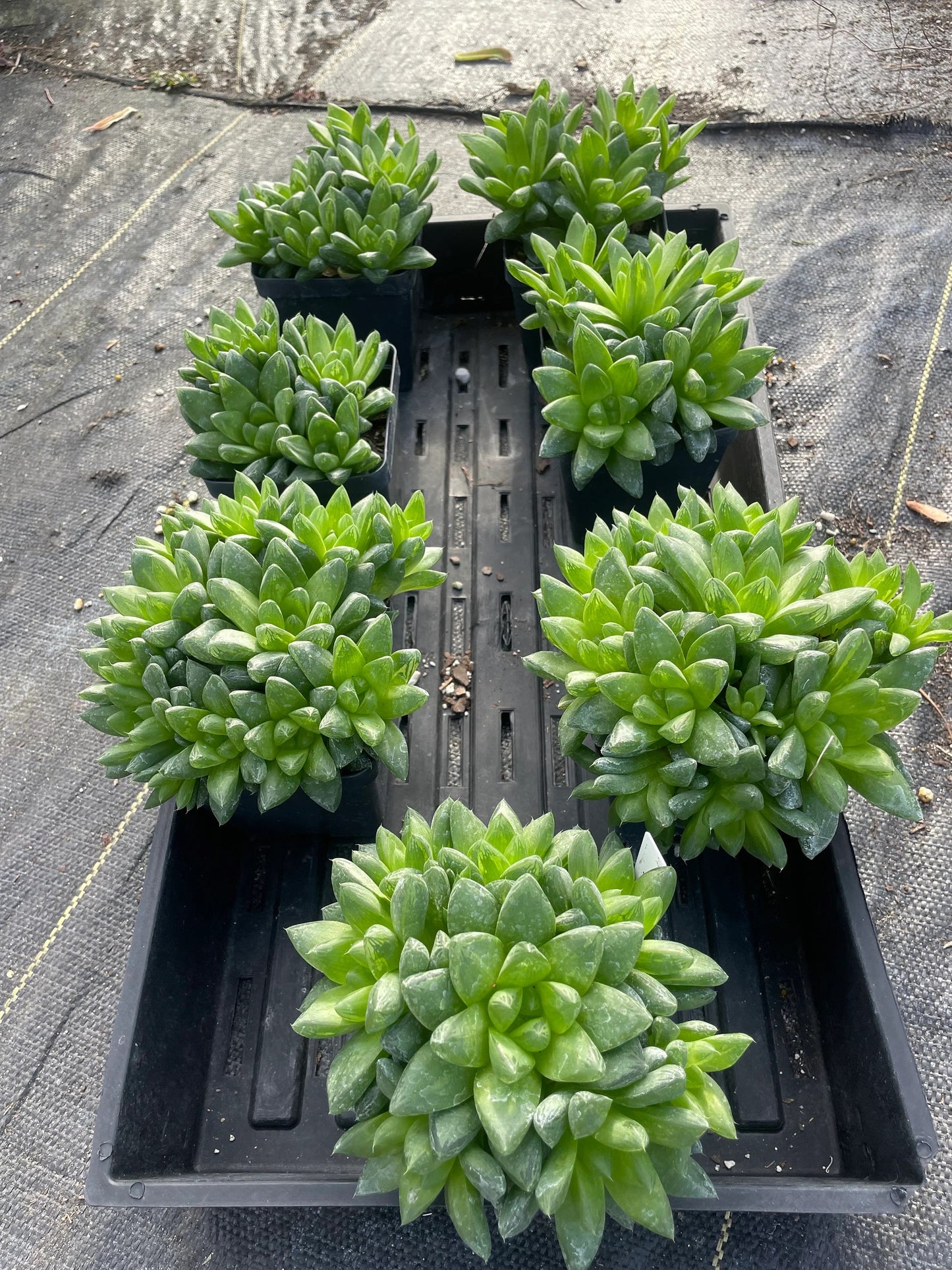 Haworthia Cymbiformis var Obtusa Shown in 3.5” pot - Over Size Lots Of Pups - No Shipping To California Or Arizona!