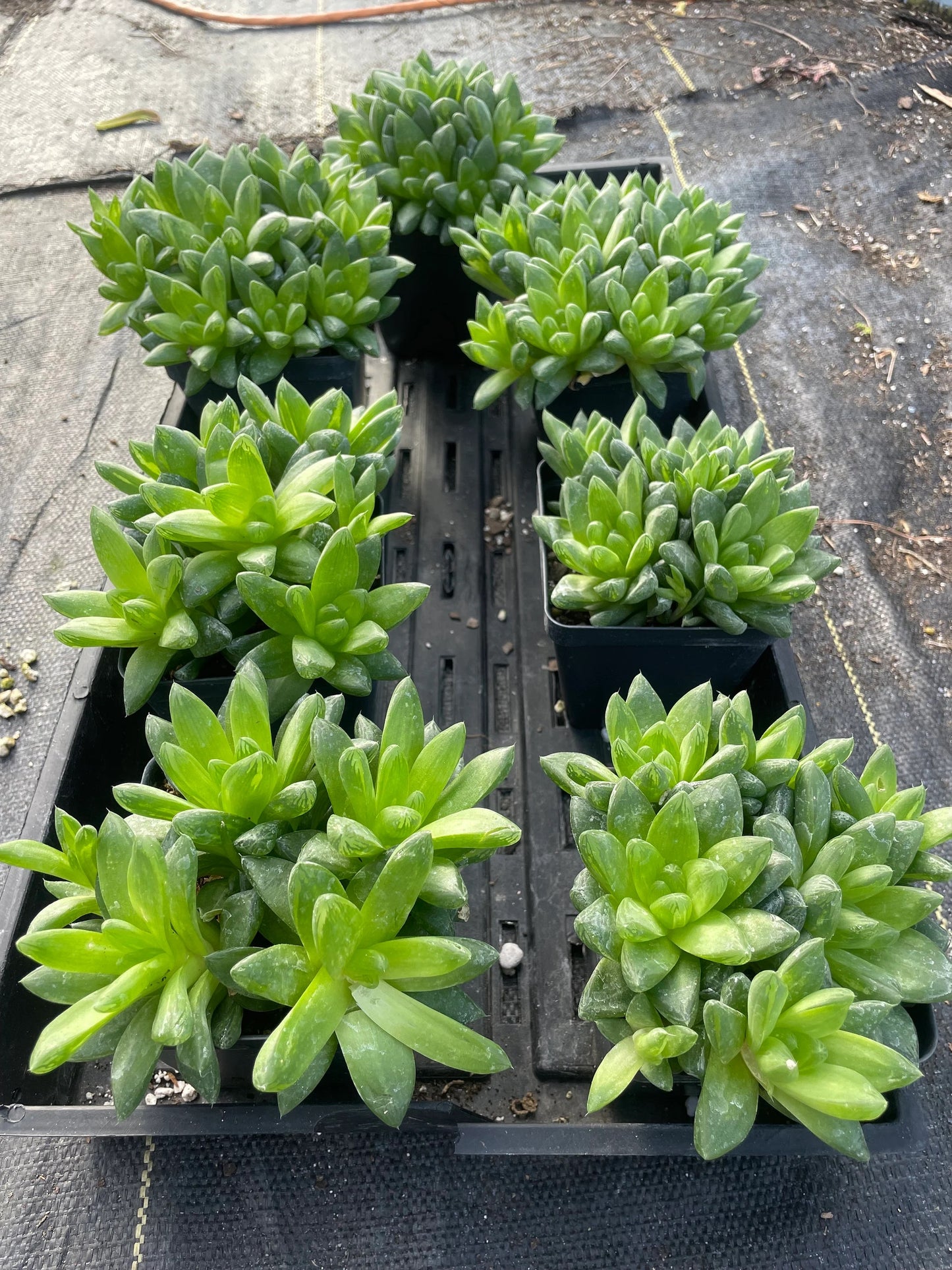 Haworthia Cymbiformis var Obtusa Shown in 3.5” pot - Over Size Lots Of Pups - No Shipping To California Or Arizona!