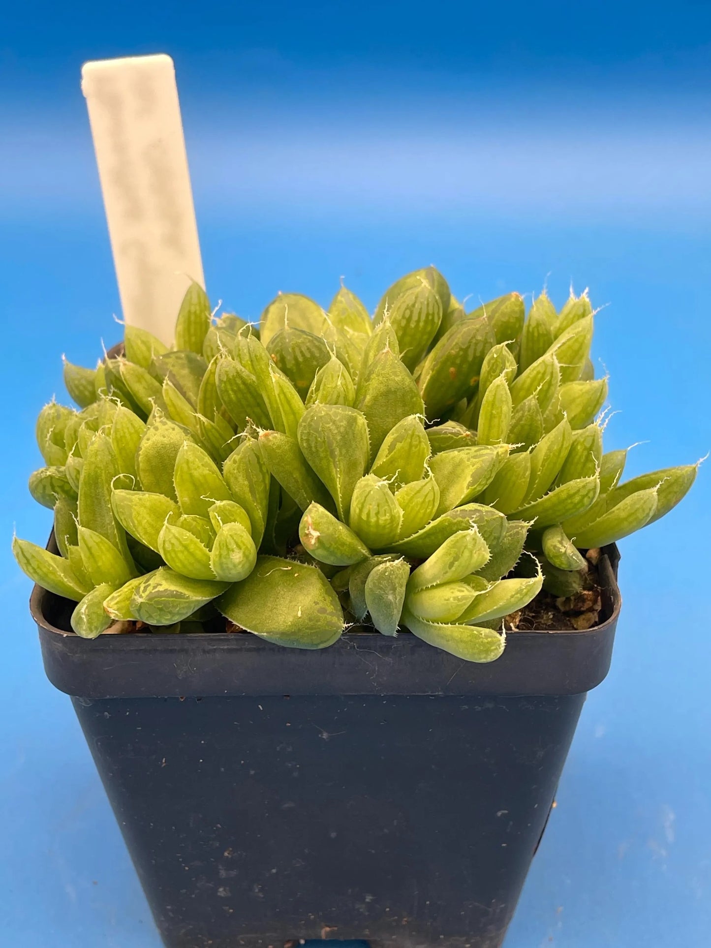 Haworthia Cymbiformis var Obtusa Shown in 3.5” pot - Over Size Lots Of Pups - No Shipping To California Or Arizona!