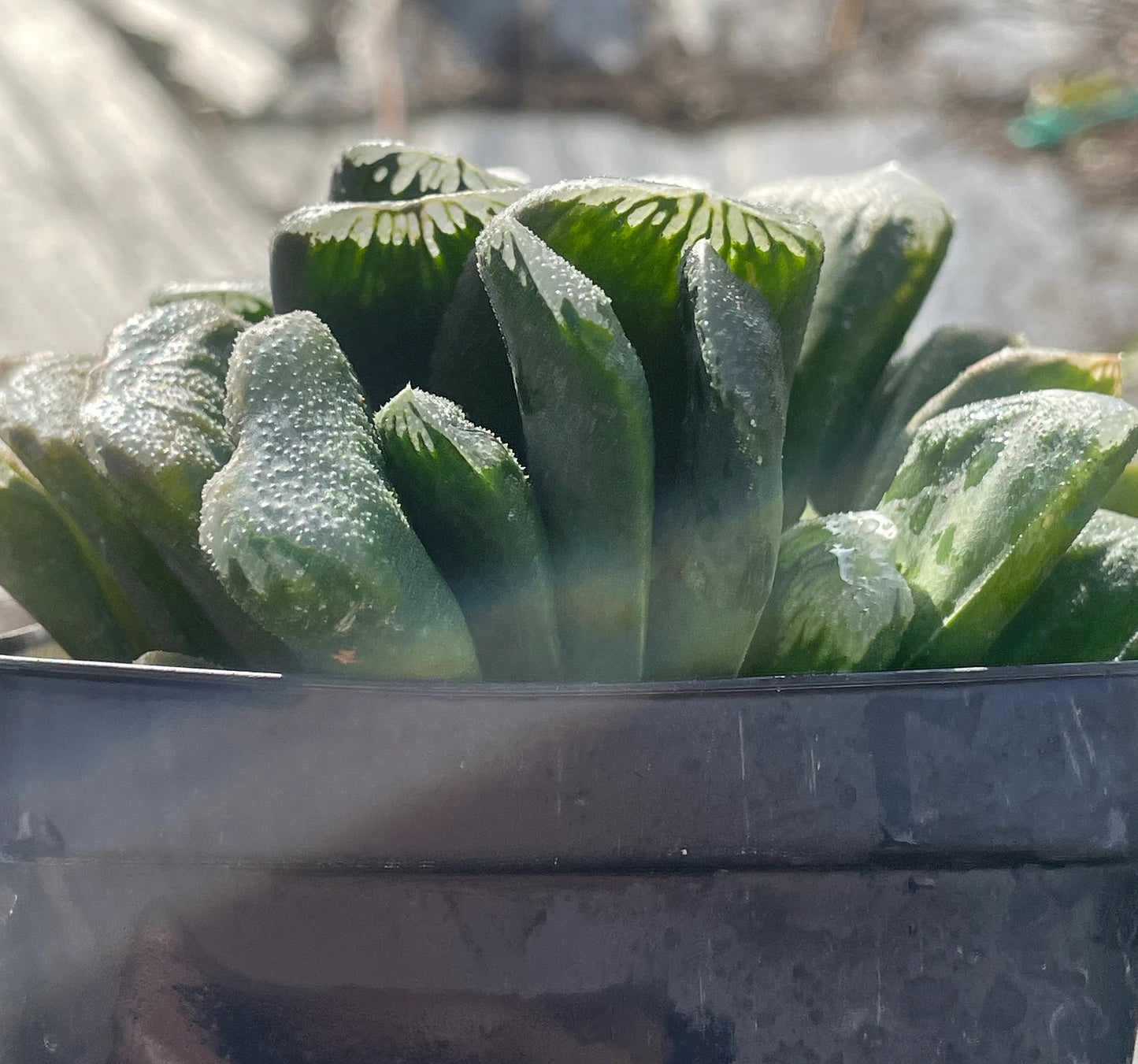 Haworthia maughanii x truncata Grown In 3.5" Pot HUGE! Lots of pups! No Shipping To California Or Arizona!