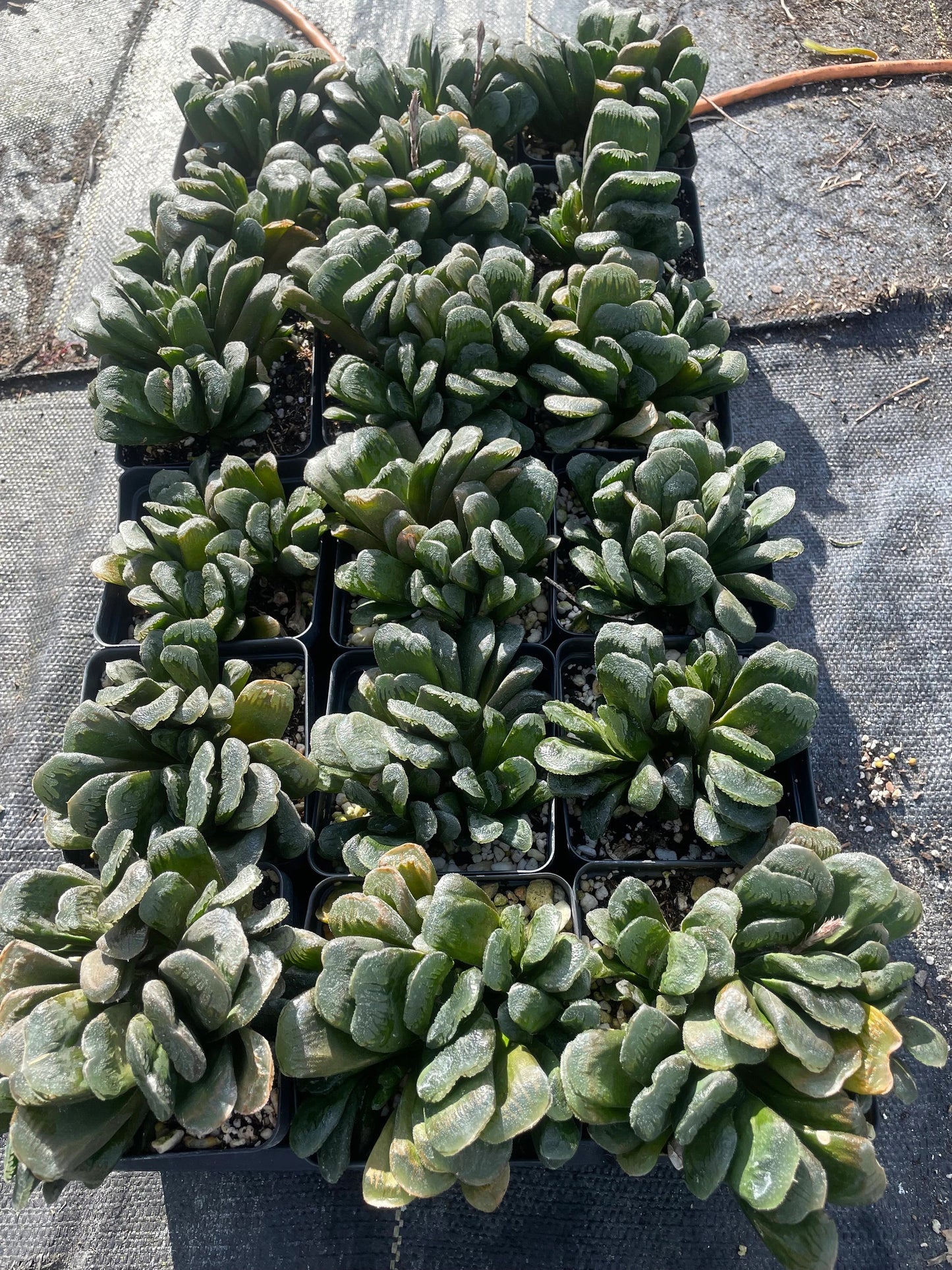 Haworthia maughanii x truncata Grown In 3.5" Pot HUGE! Lots of pups! No Shipping To California Or Arizona!