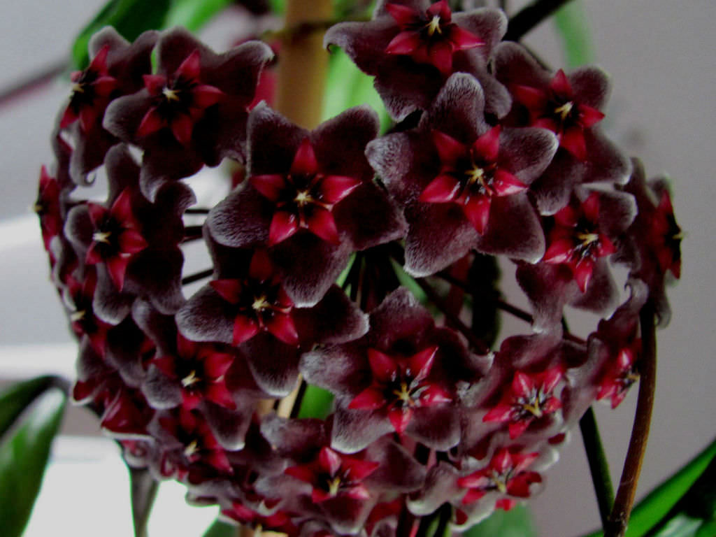 Hoya Publicalyx Royal Hawaiian Purple Fully Rooted Grown In 3.5" pot - No Shipping To California Or Arizona!