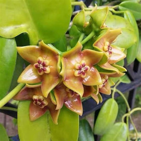 Hoya Ariadna Fully Rooted Grown In 3.5" pot - Eriostemma Ariadna - No Shipping To California Or Arizona!