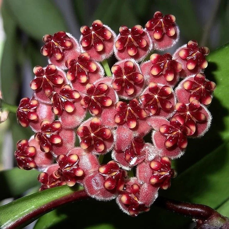 Hoya Wayetii Variegated - Rooted In 3.5" Pot - Wax Plant - Multiple Nodes! Easy to Grow
