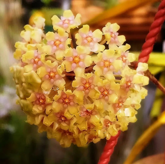 Hoya Balaensis Fully Rooted - Rare Hoyas - Grown In 3.5" pot - No Shipping To California Or Arizona!