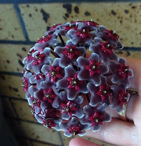 Hoya Publicalyx Royal Hawaiian Purple Fully Rooted Grown In 3.5" pot - No Shipping To California Or Arizona!