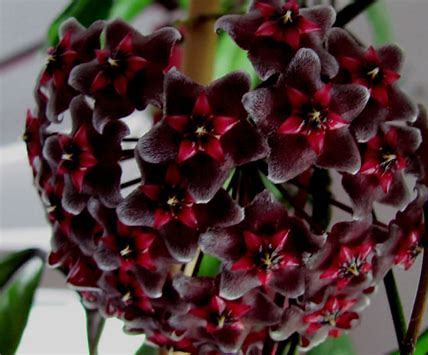 Hoya Publicalyx Royal Hawaiian Purple Fully Rooted Grown In 3.5" pot - No Shipping To California Or Arizona!