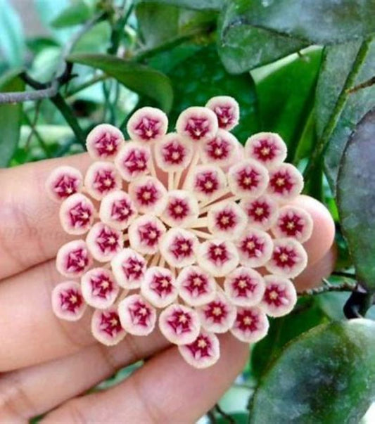 Hoya Sipitangensis Fully Rooted Grown In 3.5" pot - No Shipping To California Or Arizona!