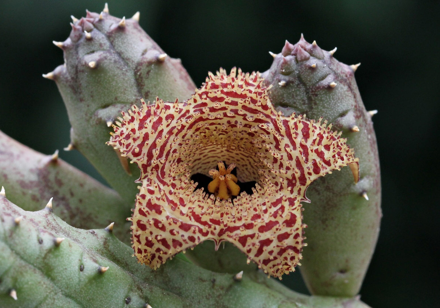 Huernia Erinacea - Rooted And Growing In 3.5" Pot - Rare!
