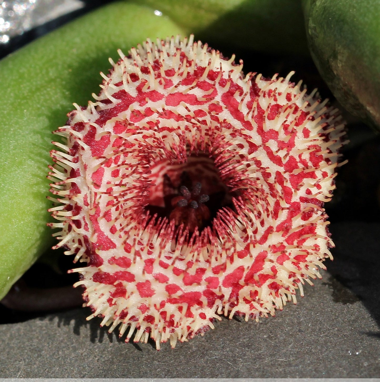 Huernia Erinacea - Rooted And Growing In 3.5" Pot - Rare!