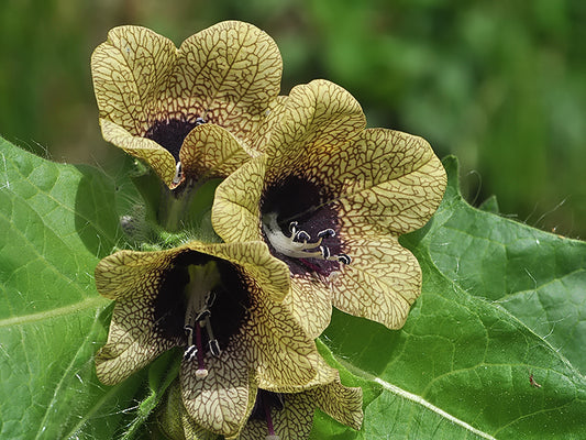 Henbane Live Plant 3" Starter Pot - Hyoscyamus niger