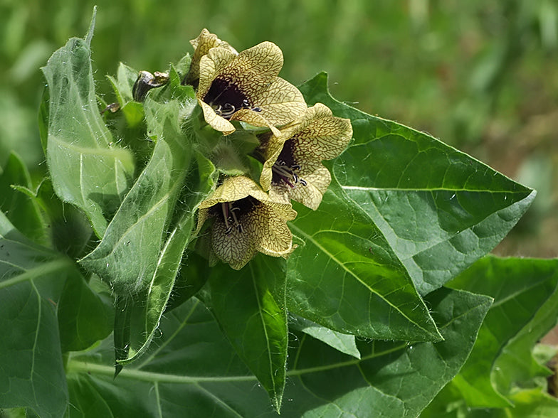 Henbane Live Plant 3" Starter Pot - Hyoscyamus niger