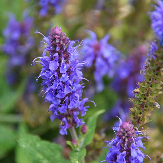Hyssop, Official, Live 3" Starter Plant Hyssopus Officinalis - Amazing Pollinator Plant! - No Shipping To California Or Arizona!
