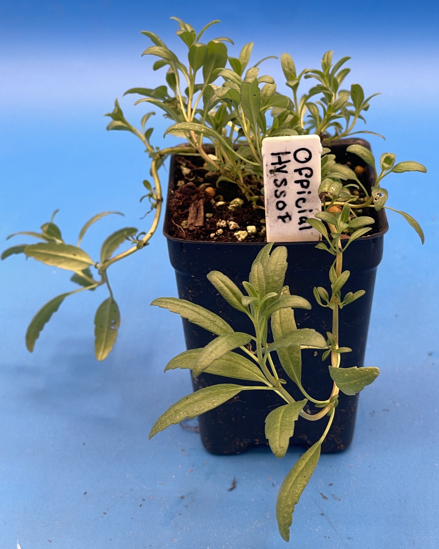 Hyssop, Official, Live 3" Starter Plant Hyssopus Officinalis - Amazing Pollinator Plant! - No Shipping To California Or Arizona!