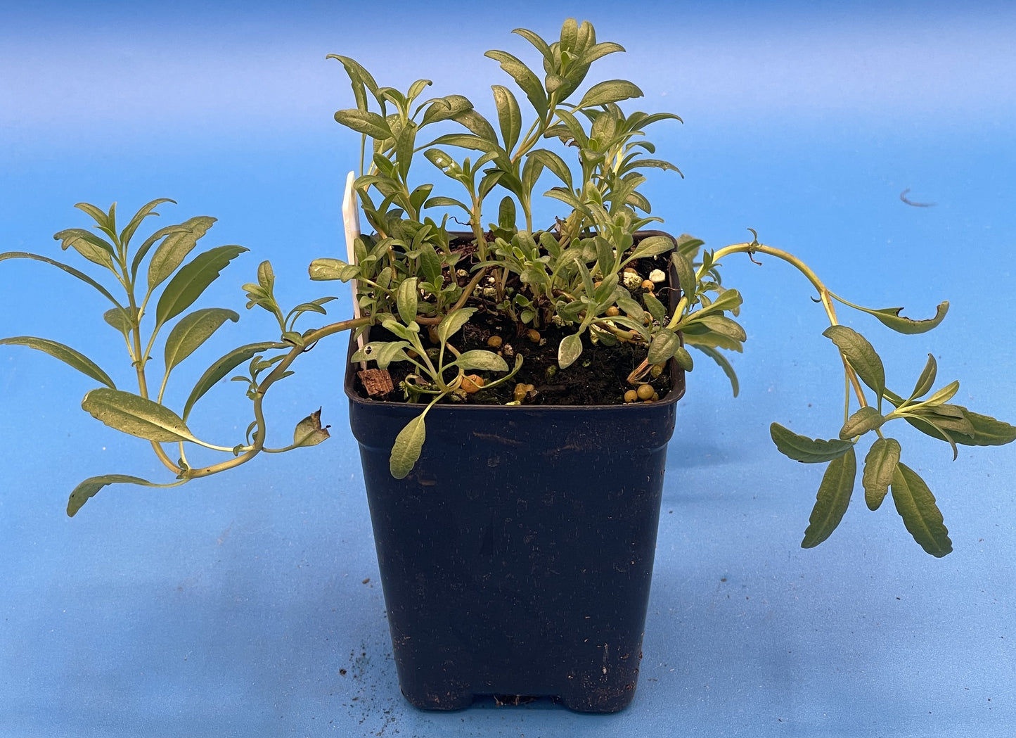 Hyssop, Official, Live 3" Starter Plant Hyssopus Officinalis - Amazing Pollinator Plant! - No Shipping To California Or Arizona!