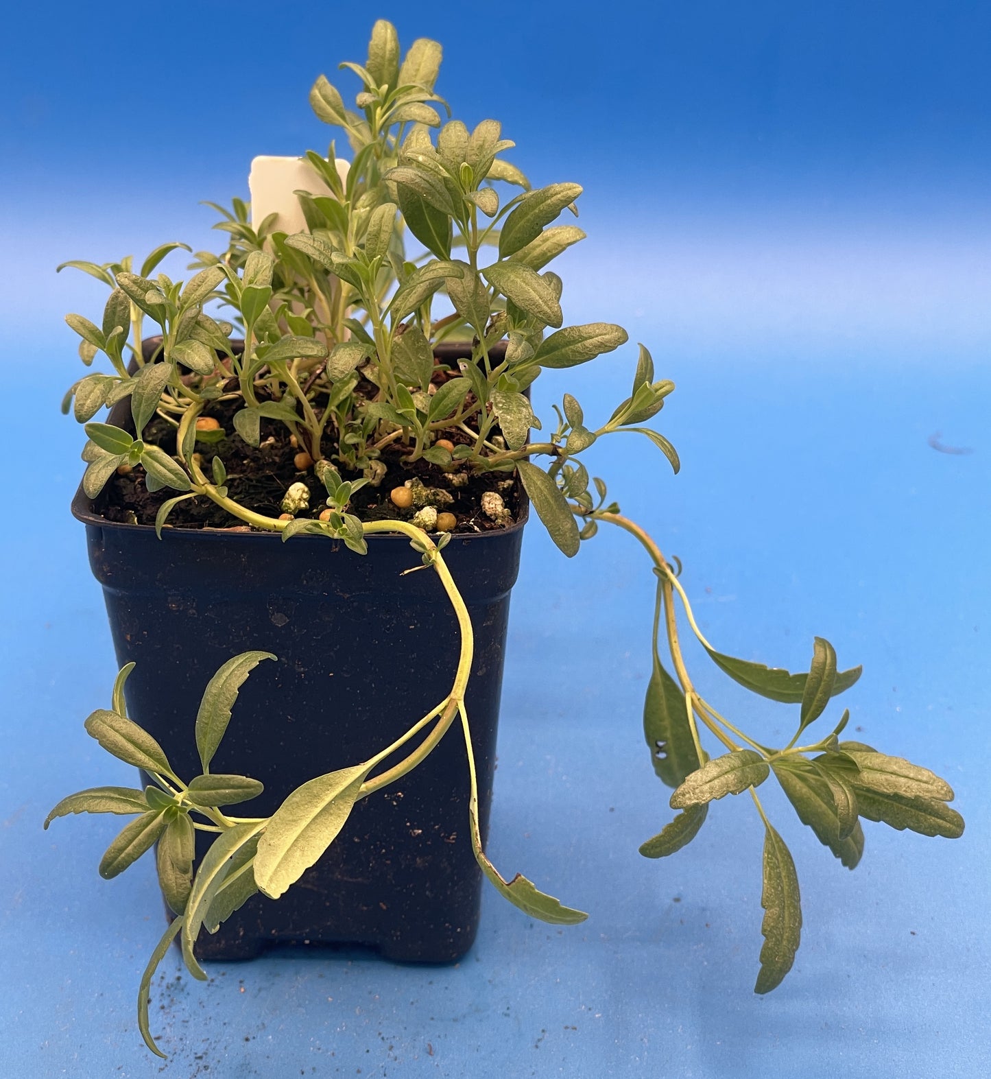 Hyssop, Official, Live 3" Starter Plant Hyssopus Officinalis - Amazing Pollinator Plant! - No Shipping To California Or Arizona!