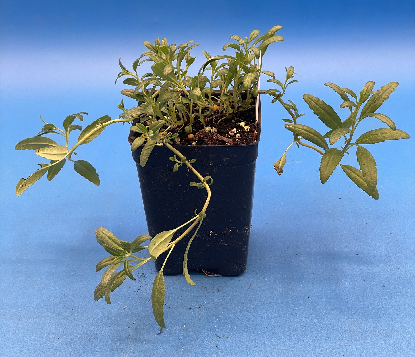 Hyssop, Official, Live 3" Starter Plant Hyssopus Officinalis - Amazing Pollinator Plant! - No Shipping To California Or Arizona!