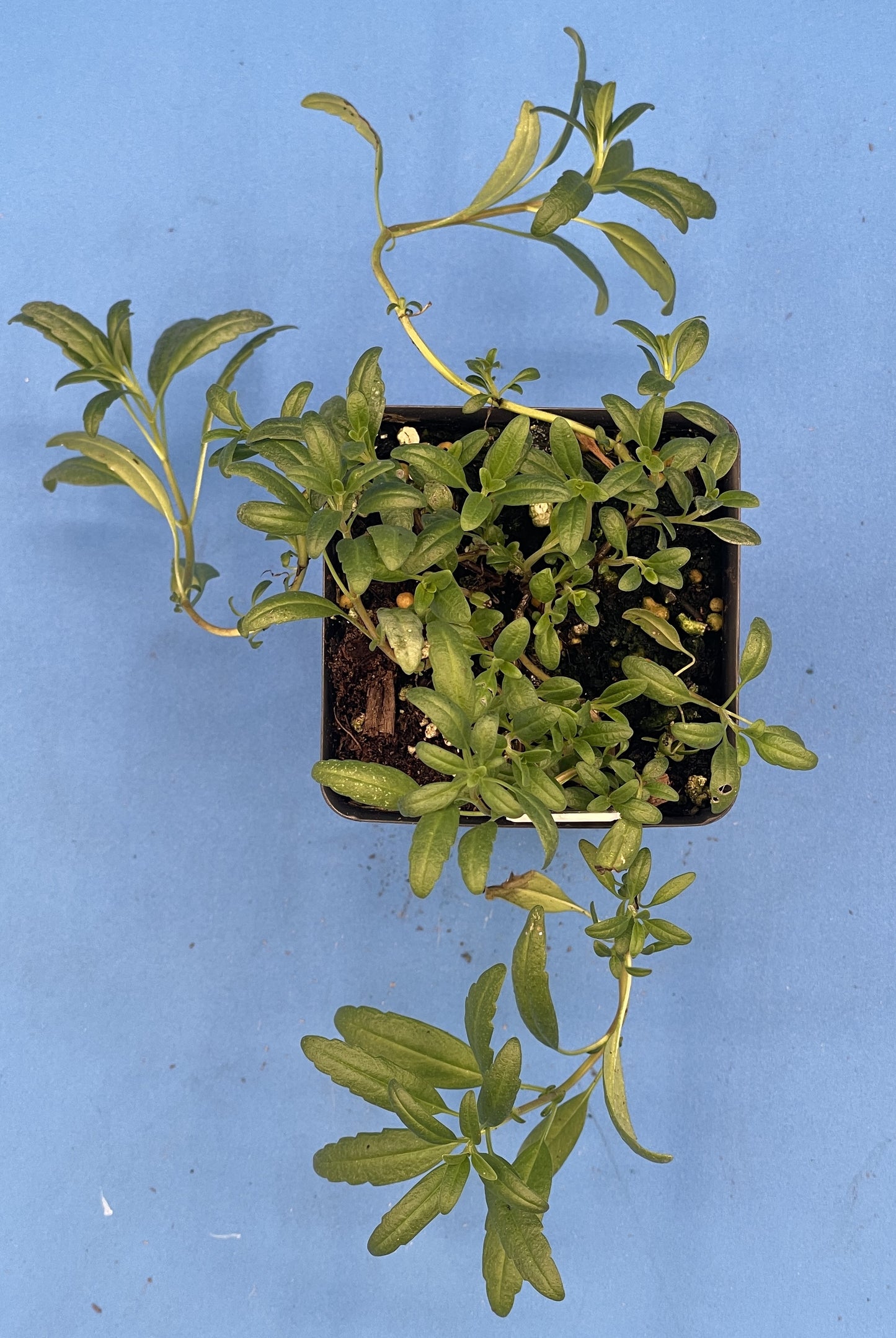 Hyssop, Official, Live 3" Starter Plant Hyssopus Officinalis - Amazing Pollinator Plant! - No Shipping To California Or Arizona!