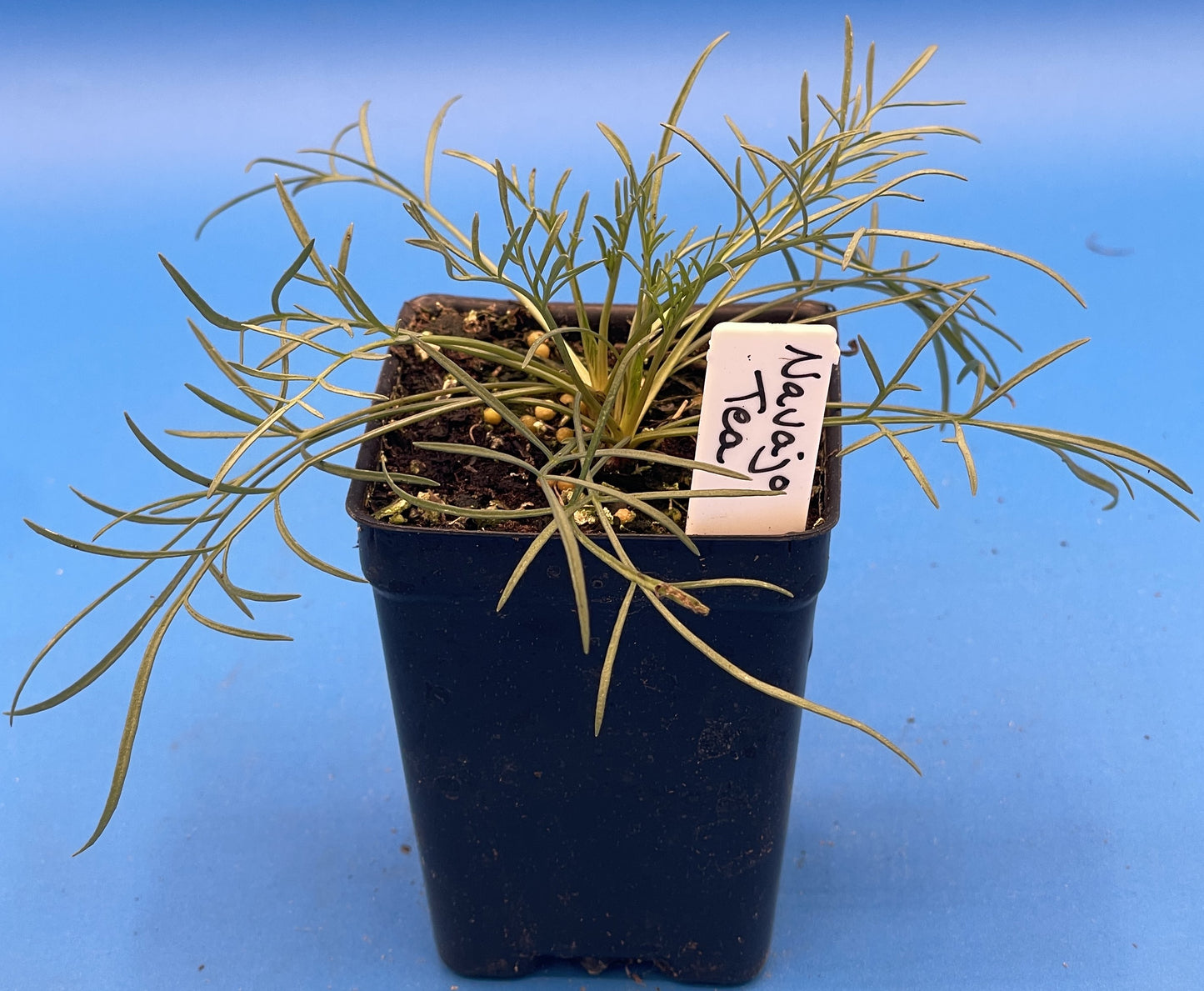 Navajo Tea Starter Plant - Thelesperma filifolium - Hopi Tea- Also Makes Yellow Dye - No Shipping To Cailifornia Or Arizona!