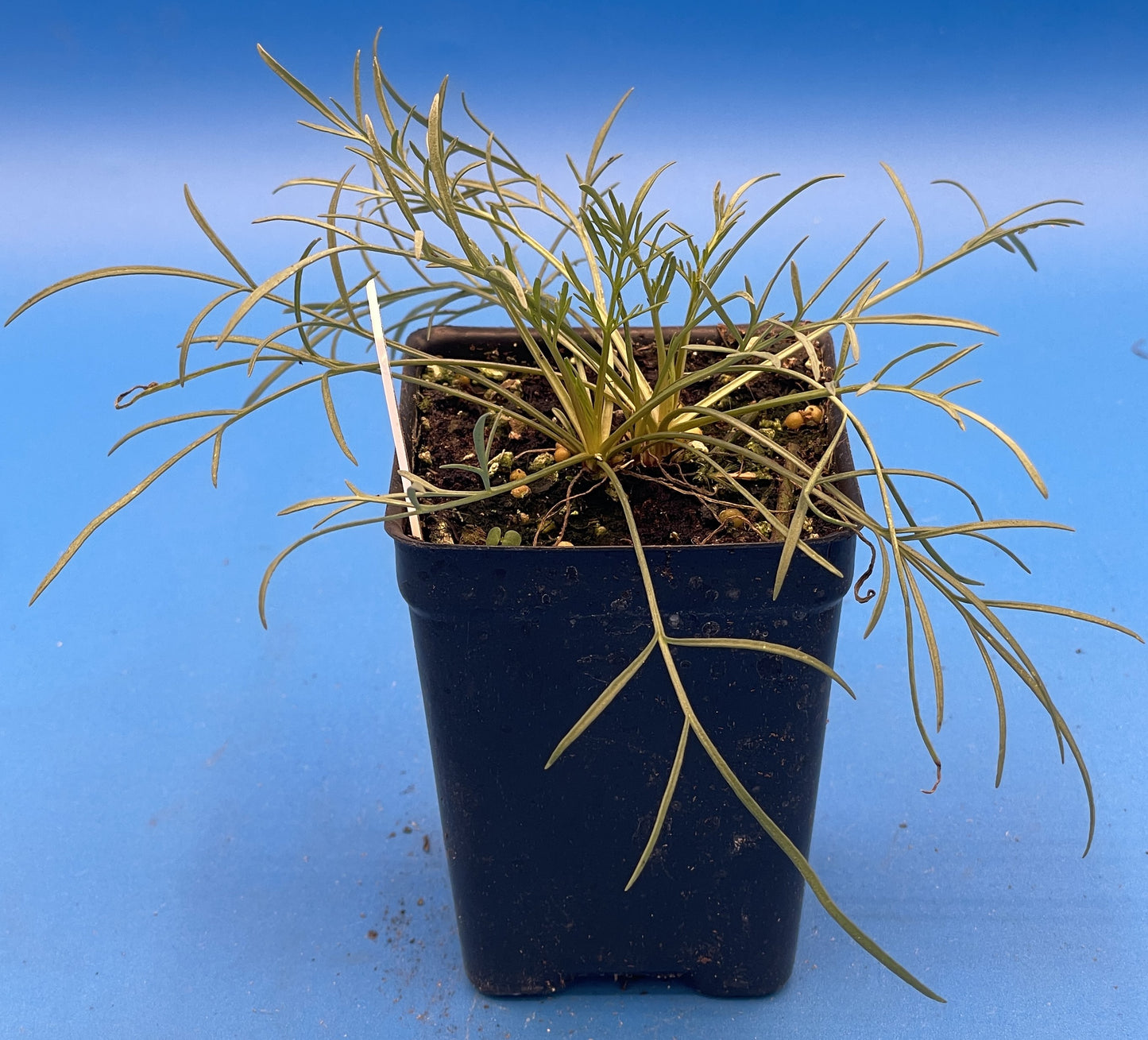 Navajo Tea Starter Plant - Thelesperma filifolium - Hopi Tea- Also Makes Yellow Dye - No Shipping To Cailifornia Or Arizona!